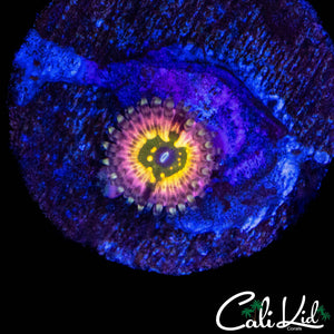 CK MONTER'C INC ZOA