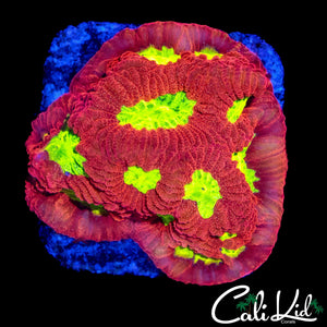 YELLOW EYE FAVIA