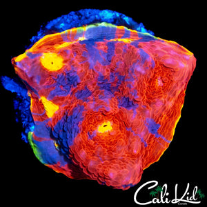 ULTIMATE RAINBOW CHALICE CHUNK