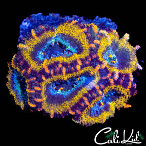 PINK SLICE ACAN MINI COLONY