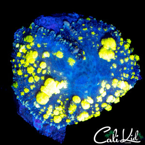 LARGE CK BLUE THUNDER BOUNCE SHROOM