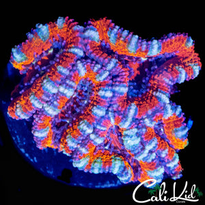 UTLRA RAINBOW ACAN MINI COLONY