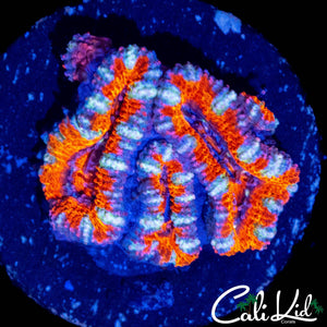 RAINBOW STRIPE ACAN TRIPLE