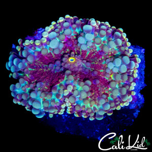 RAINBOW BUBBLE YUMA