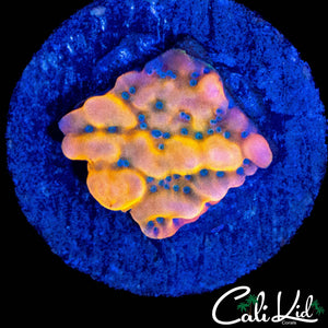 JF ALTER EGO FRAG