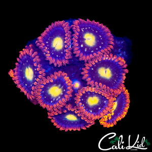 ASSORTED ZOAS