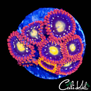 ASSORTED ZOAS