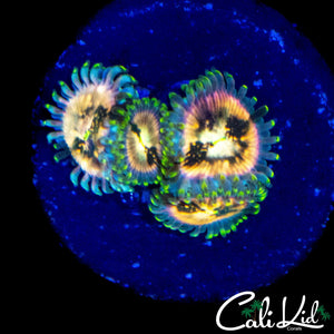 SOUR PUNCH ZOA QUAD