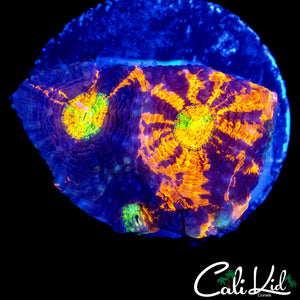 CK RAINBOW EYE ECHINATA