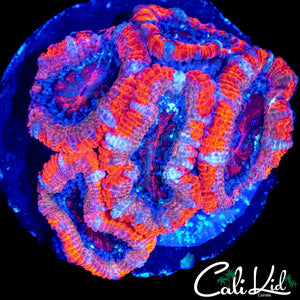 ULTRA ACAN MINI COLONY