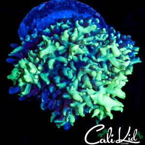 CK MAGNETO MUSHROOM