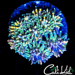 CK KALEIDOSCOPE GALAXIA