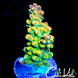 RAINBOW LOOM TYPE ACRO