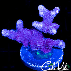STYLOPHORA FRAG