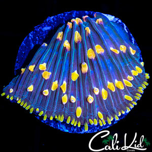 RAINBOW DIASERIS
