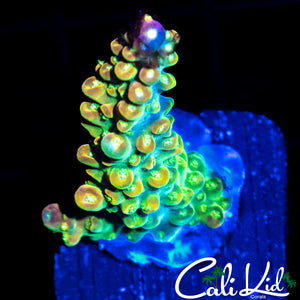 RAINBOW LOOM TYPE ACRO