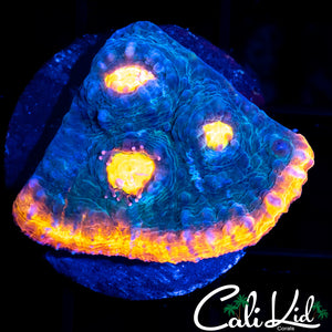 SOLOMAN ISLAND RAINBOW RIM CHALICE