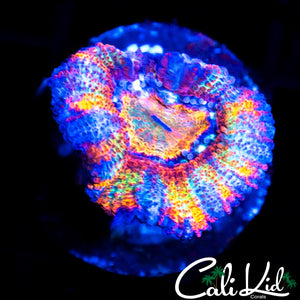INSANE RAINBOW ACAN