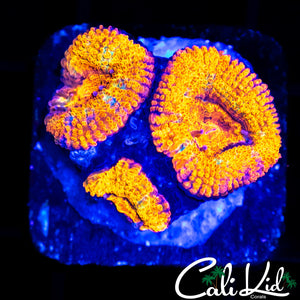 INTENSE ACAN TRIPLE