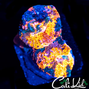 WATERCOLOR CHALICE FRAG