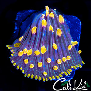 RAINBOW DIASERIS