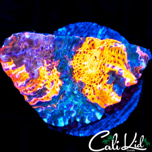 WATERCOLOR CHALICE FRAG