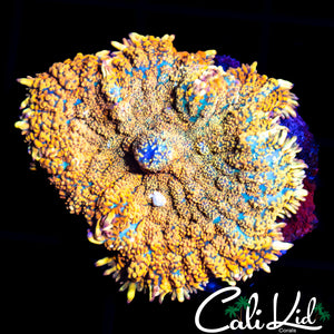 ULTRA BOUNCE RHODACTIS