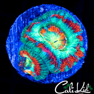 GRINCH ASIAN ACAN DOUBLE
