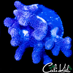 STYLOPHORA CHUNK