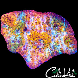 AMAZING RAINBOW CHALICE COLONY