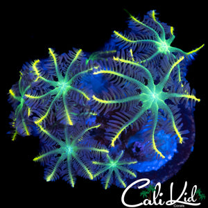 RAINBOW COLVE POLYPS