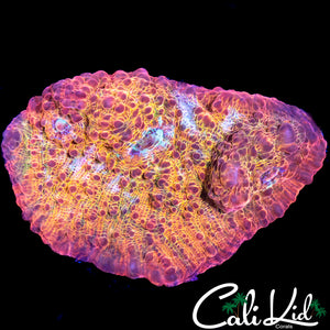 PINK RIM CHALICE CHUNK