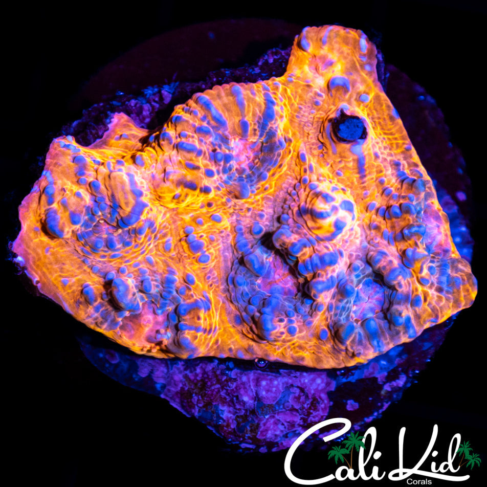 WATERCOLOR CHALICE FRAG