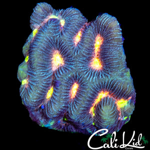 RAINBOW EYE FAVIA