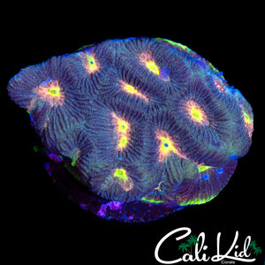 RAINBOW EYE FAVIA