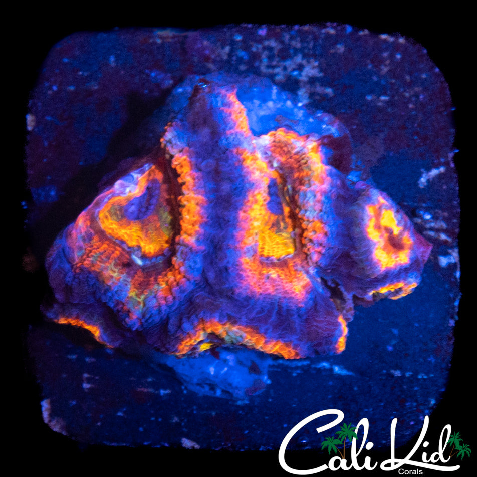 RAINBOW EYE ACAN MINI COLONY