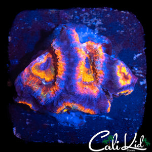 RAINBOW EYE ACAN MINI COLONY