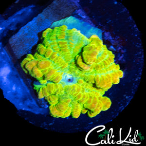 CK OG RAINBOW RHODACTIS BOUNCE