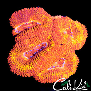 FLAMETHOWER ACAN QUAD