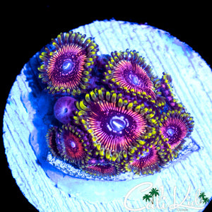 WWC BLACK ORCHID COLONY