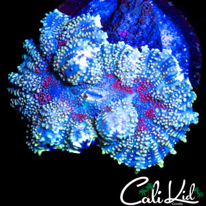 RED MONTI RHODACTIS