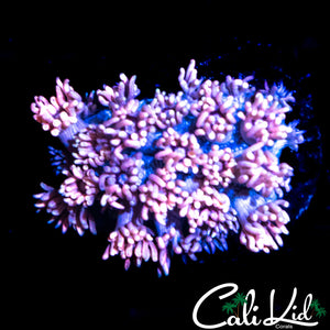 COTTON CANDY GONI