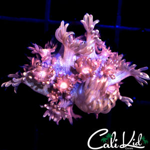 STRAWBERRY WINE GONI