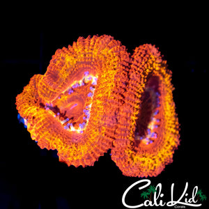 FLAMETHROWER ACAN DOUBLE