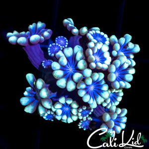 BLUEBERRY ALVEOPORA