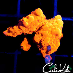 ULTRA SETOSA FRAG