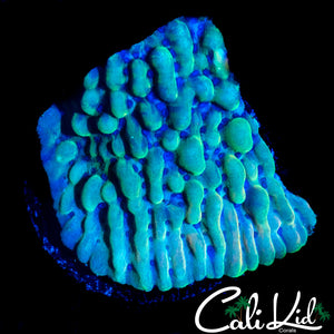 CK ICEMAN MONTI