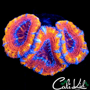 ULTRA RAINBOW ACAN TRIPLE