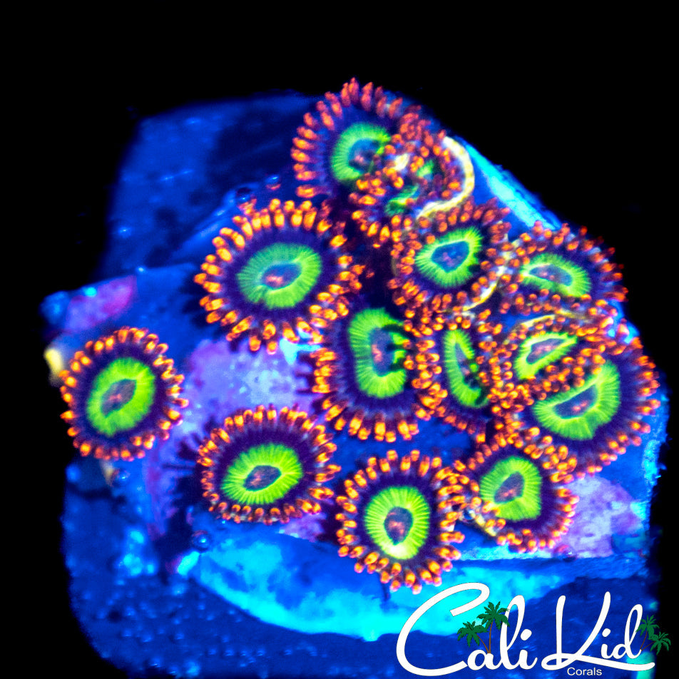 FRUITLOOPS MINI COLONY