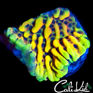 CK PEYOTE DREAMS MONTI
